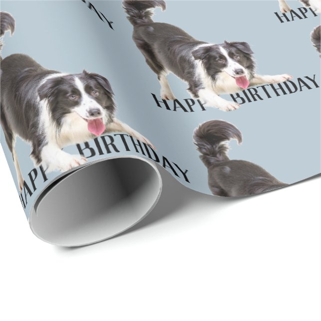 Papel De Presente Birthday Border Collie em Azul (Ponta do rolo)