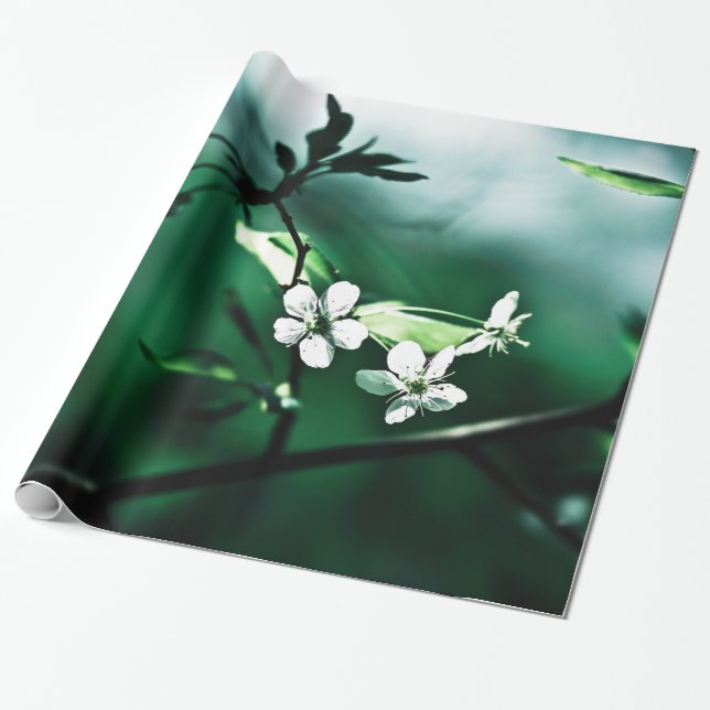 Papel De Presente Blossomas de Cereja Branca (Desenrolado)