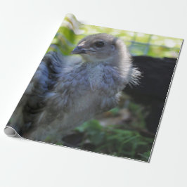 Papel De Presente Bluebell