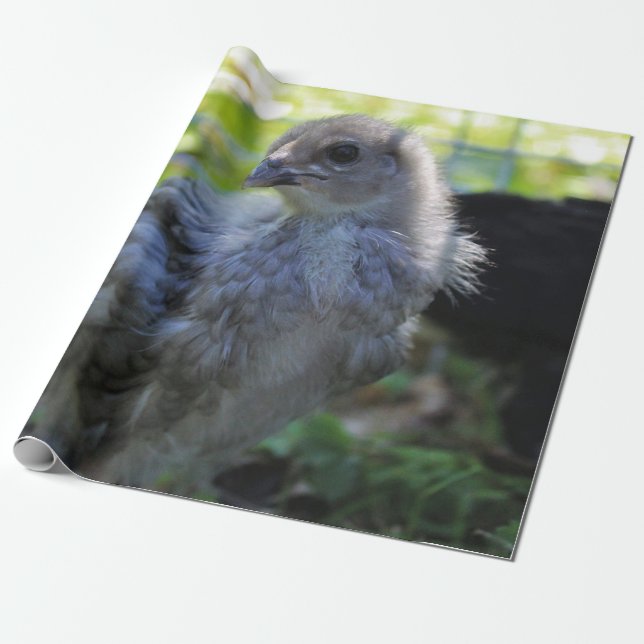 Papel De Presente Bluebell (Desenrolado)