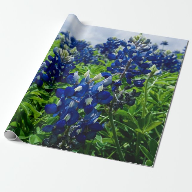 Papel De Presente Bluebonnets Blue Floral Texas Texan Elegante (Desenrolado)