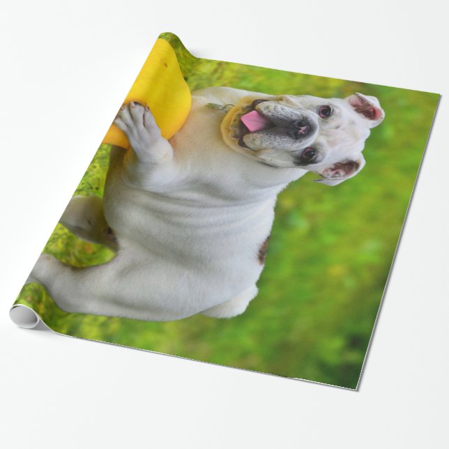 Papel De Presente Bonito Inglês Bulldog de Basquete, Golpe de Estado (Desenrolado)