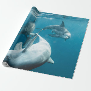 Papel De Presente Bonitos golfinhos