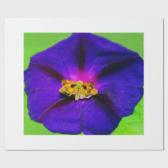 Papel De Presente Borboleta na Flor de Ipoméia  (Aberto)