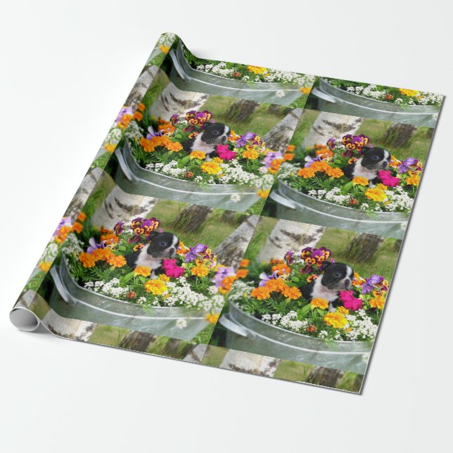 Papel De Presente Boston Terrier dog (Desenrolado)