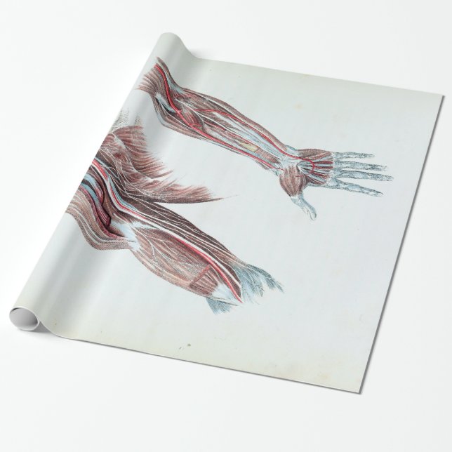 Papel De Presente Braços e mãos humanos da anatomia da ilustração do (Desenrolado)