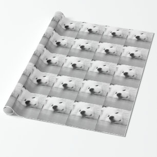 Papel De Presente Branco do cão da foto do Samoyed
