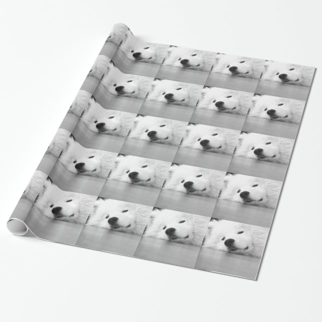 Papel De Presente Branco do cão da foto do Samoyed (Desenrolado)