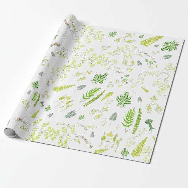 Papel De Presente British Ferns in Victorian Drawings Wrapping Paper (Desenrolado)