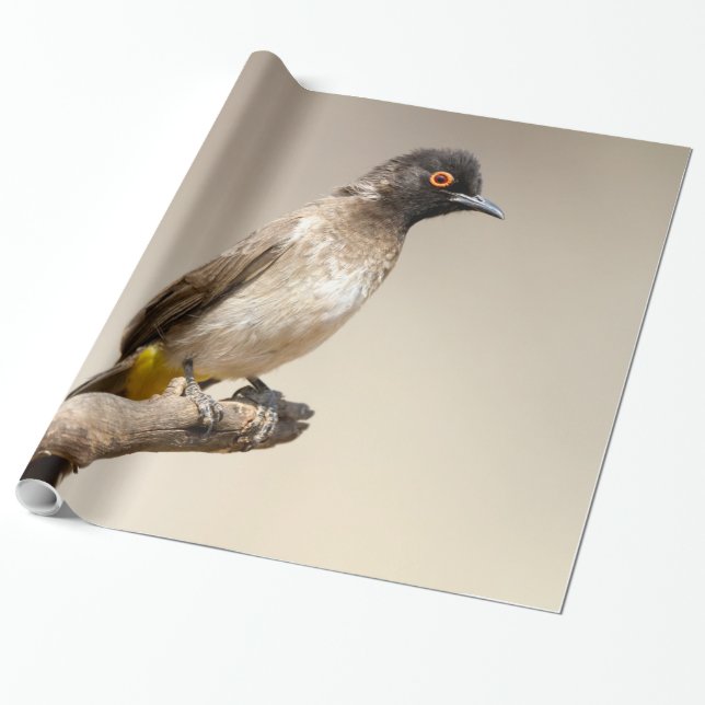 Papel De Presente Bulbul Africano de Olhos Vermelhos (Desenrolado)