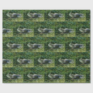 Papel De Presente Bullfrog Esperando Por Sua Senhora Arte