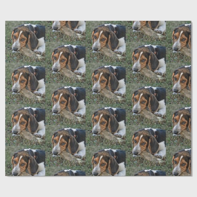 Papel De Presente Cachorro Beagle Adorável Roendo Um Osso (Aberto)
