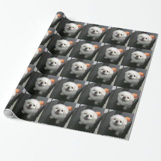 Papel De Presente Cachorro Shih Tzu fofo olhando para a câmera