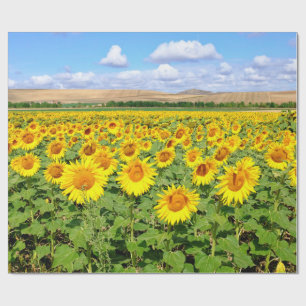 Papel De Presente Campo de girassol