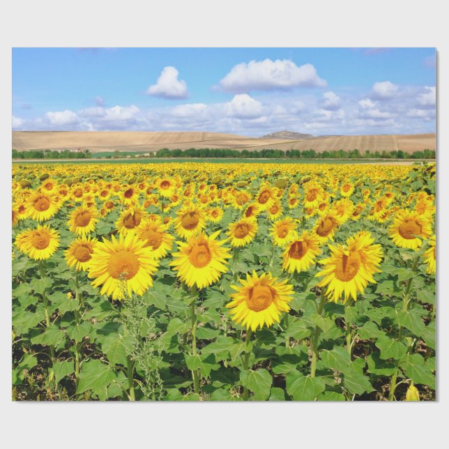 Papel De Presente Campo de girassol (Aberto)