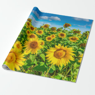 Papel De Presente Campo de girassol no verão ensolarado. Picturesco