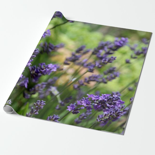 Papel De Presente Campo de Lavanda (Desenrolado)