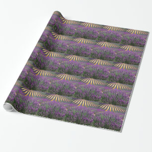 Papel De Presente Campo de lavanda roxa