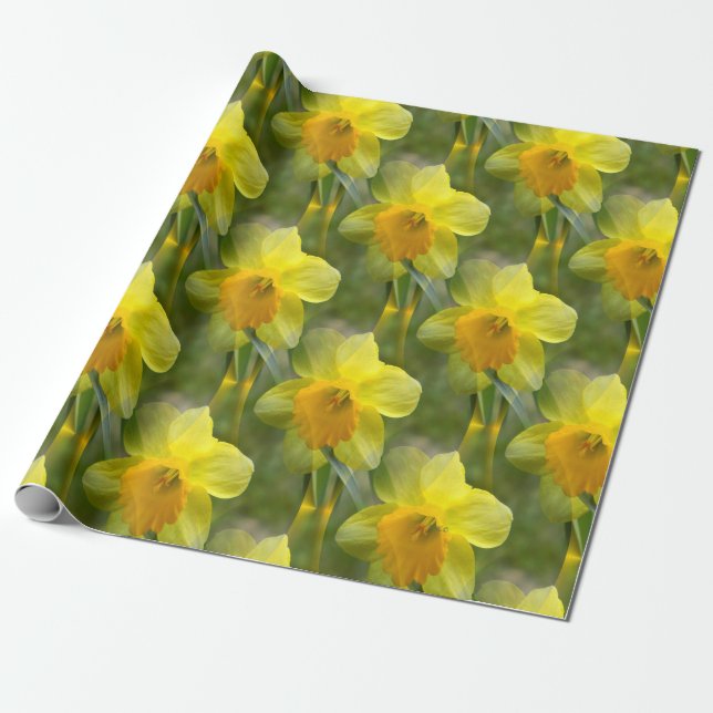Papel De Presente Campos de Daffodils.... (Desenrolado)