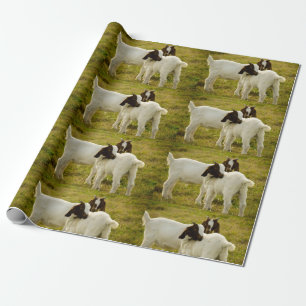 Papel De Presente Capats Boer - Foto do Campo de Grama Branca e Boni