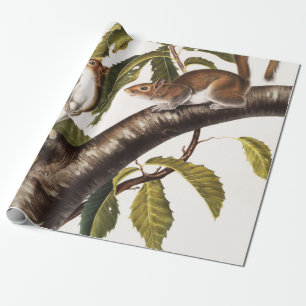 Papel De Presente Carolina Cinza Squirrel (Sciurus Carolinensis)