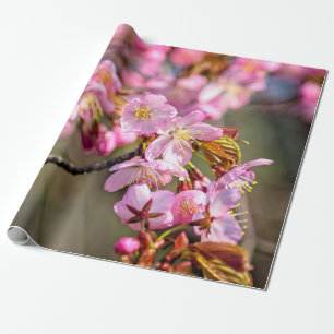 Papel De Presente Cascata Cheia De Flores Sakura No Dia Da Primavera