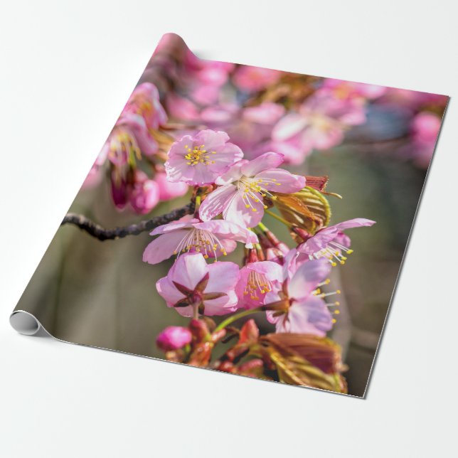 Papel De Presente Cascata Cheia De Flores Sakura No Dia Da Primavera (Desenrolado)