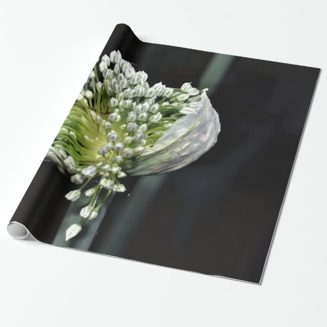 Papel De Presente Cebola de Primavera de flores (Desenrolado)