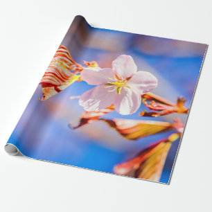 Papel De Presente Céu Azul Rosa Sakura Flor