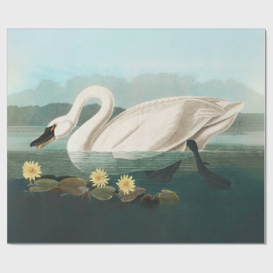Papel De Presente cisnes brancas de pássaro de audubon do cisne