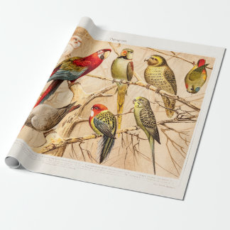 Papel De Presente Cockatiel do Parakeet de Conure do Cockatoo do