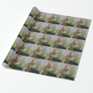 Papel De Presente Coelho