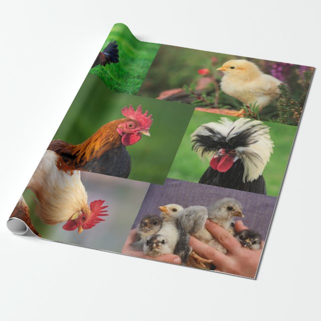 Papel De Presente Colagem de Fotos de Frangos de Fazenda (Desenrolado)