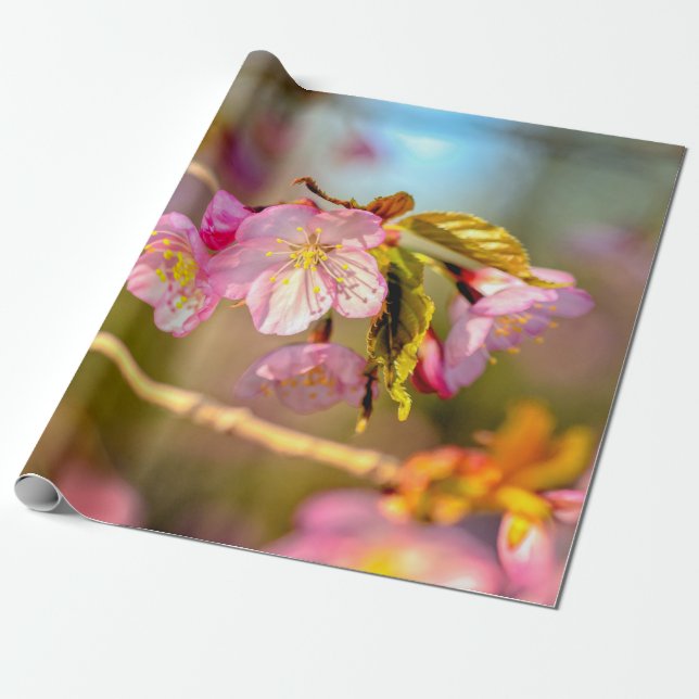 Papel De Presente Cores Quentes Das Flores Sakura Na Primavera (Desenrolado)