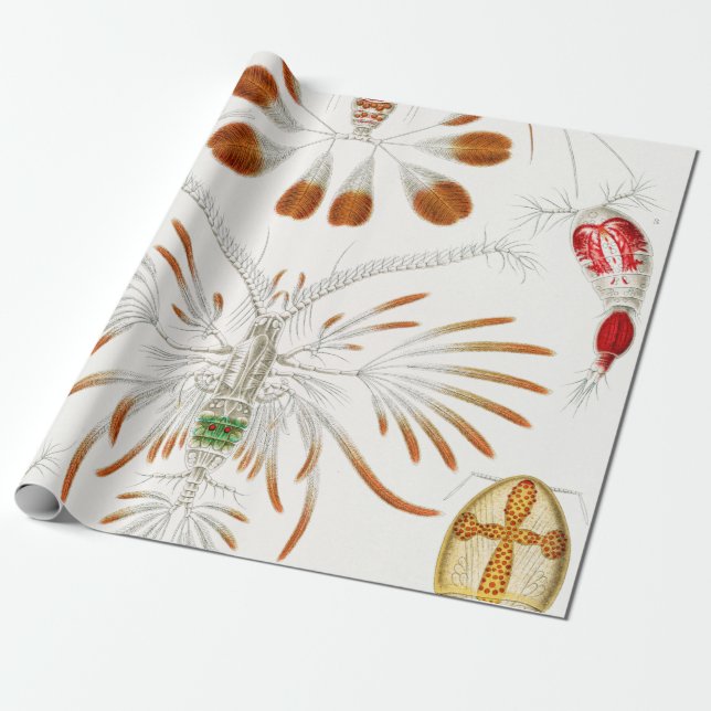 Papel De Presente Crustáceos da Vida Marinha, Copepoda por Ernst Hae (Desenrolado)