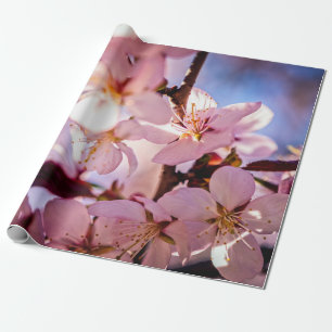 Papel De Presente Dentro A Sakura Tree
