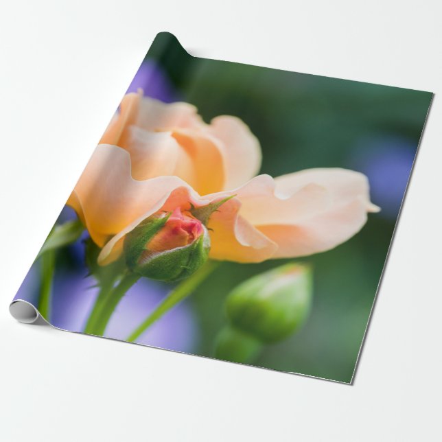 Papel De Presente desejo de desdobramento (Desenrolado)