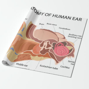 Papel De Presente Diagrama anatômico do coração
