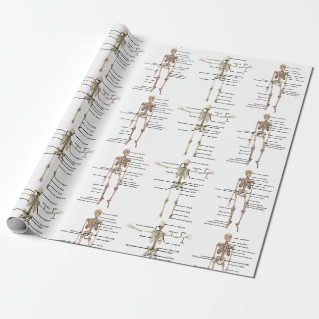 Papel De Presente Diagrama médico de esqueleto humano da anatomia (Desenrolado)