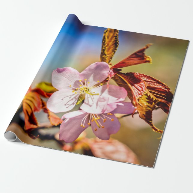 Papel De Presente Duas Flores de Cereja Sakura (Desenrolado)