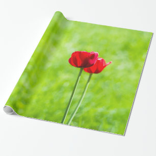 Papel De Presente Duas flores de tulipa vermelha