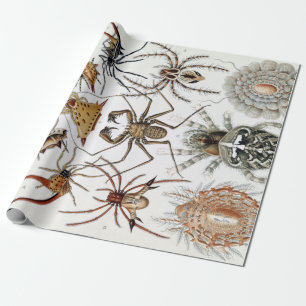 Papel De Presente Ernst Haeckel Arachnida Spiders Poster