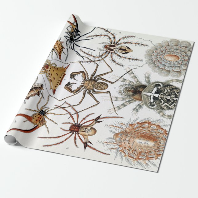 Papel De Presente Ernst Haeckel Arachnida Spiders Poster (Desenrolado)