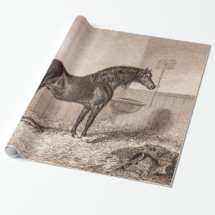 Papel De Presente Espiga Hackney de Norfolk do cavalo dos 1800s do