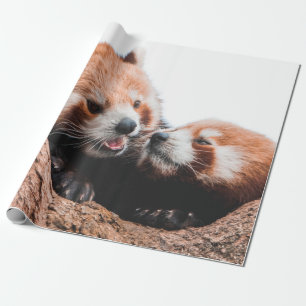 PAPEL DE PRESENTE FAMÍLIA DE URSOS CUTA KOALA