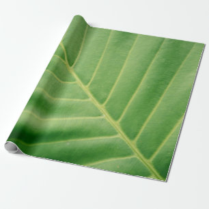 Papel De Presente Fechar foto da folha verde
