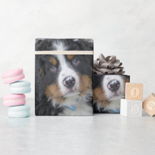 Papel De Presente Filhote de Cão de Montanha Bernês Segundo