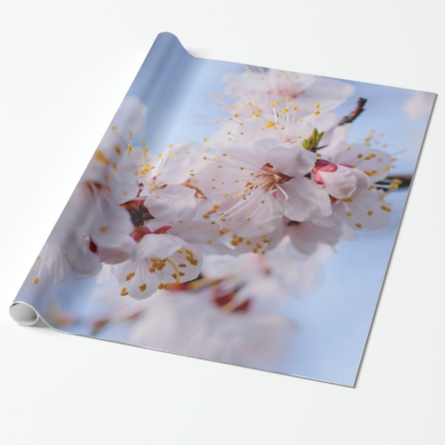 Papel De Presente Flor Apricot Japonês (Desenrolado)