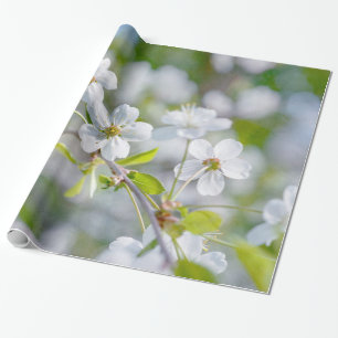 Papel De Presente Flor de Cerejeira Branca