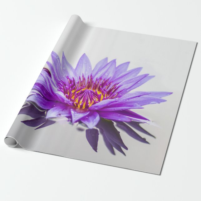 Papel De Presente Flor de Lótus Roxa Zen (Desenrolado)